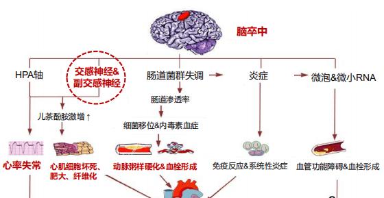 心脑血管疾病应尽早干预，肠道菌群很重要！