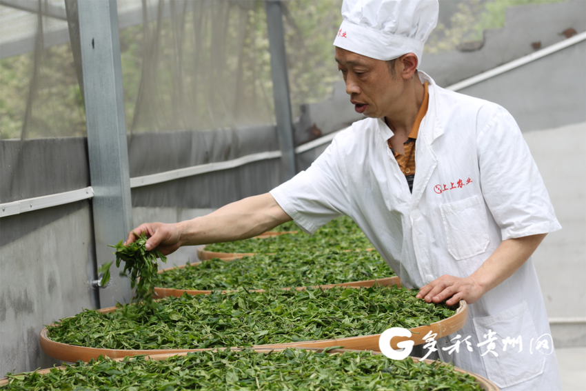 遵义：200万亩茶园开采