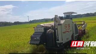 开镰收割！永州市224万亩早稻陆续迎来成熟收获期