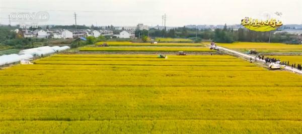 江苏盐碱地变身“吨粮田”化零为整建设高标准农田