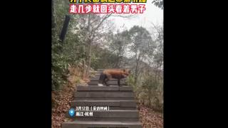 杭州一男子爬山偶遇赤狐，当事人：它比一般的要漂亮