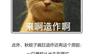 图说丨秋后蚊子猛如虎，咋地叮人还兴“限时返场”？