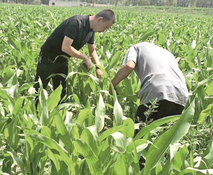 王延彪：回村种“草”的大学生