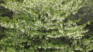 佛顶山珙桐4月开花，一树之花异彩纷呈，震撼心灵