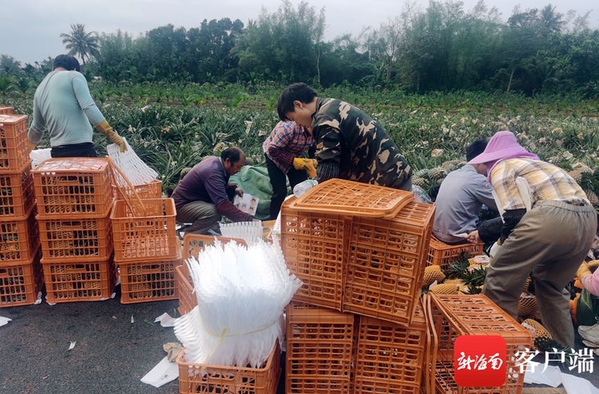 海口千亩凤梨迎丰收 村民致富笑开颜