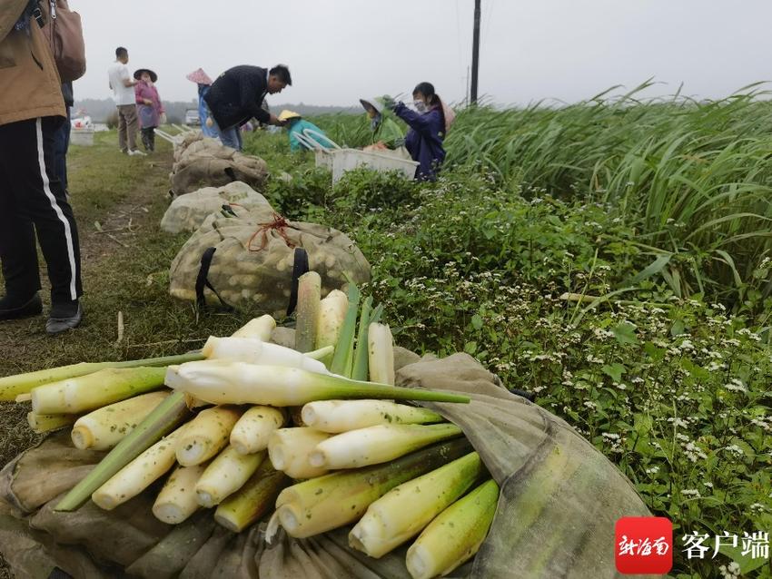 海南种植的茭白“抢早”上市