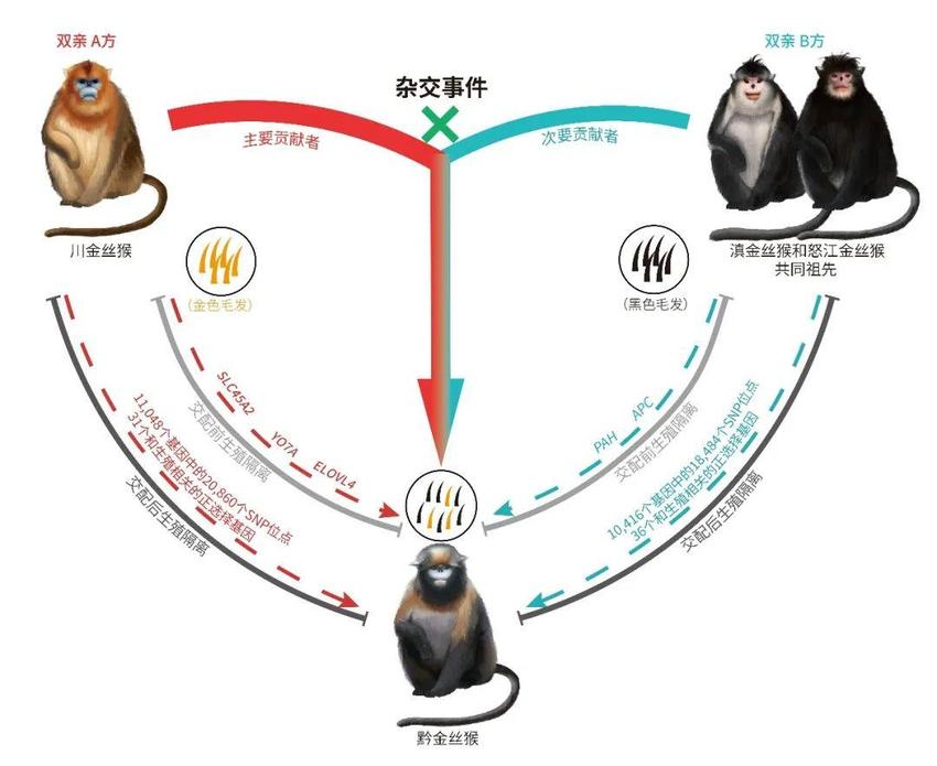 中国科学家解开黔金丝猴的起源之谜