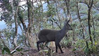 莽山国家级自然保护区第三次拍到林麝的踪影
