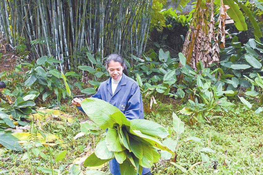 维旧村：把柊叶种植打造成村民增收致富产业