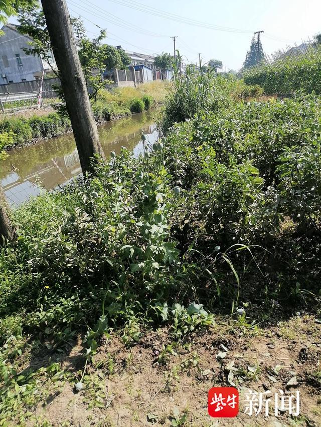 常熟网格员巡查河边植物，发现几株怪异植物