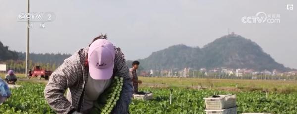 各地商务部门全力保障春节生活必需品