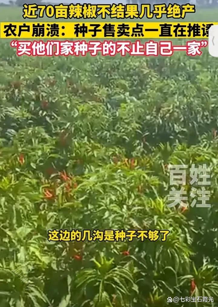 辣椒绝产崩溃：种子售卖点敷衍推诿，农户求赔偿无门