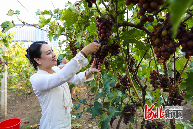 组图｜河北滦南：“萄”醉乡村 采摘正当时