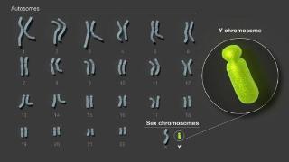 人类Y染色体的组装和分析完成，拼上24条染色体最后一块拼图