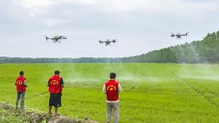 江苏泗洪：无人机“上岗”助力水稻稳产增收