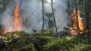 前所未有的加拿大山火还在燃烧，美国超5000万人饱受污染之苦