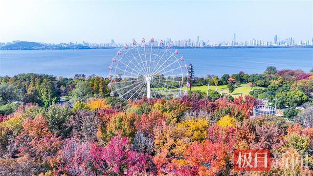 武汉东湖磨山的初冬乐章渐入高潮