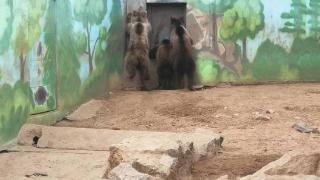 济南野生动物世界三只棕熊看到保育员往内笼舍的方向走