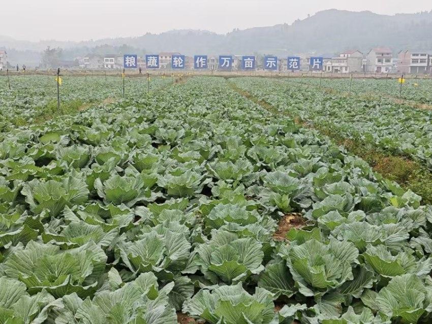 资阳安岳：粮蔬轮作开辟乡村新天地