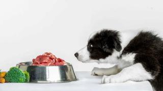狗粮和生肉，哪个更健康？