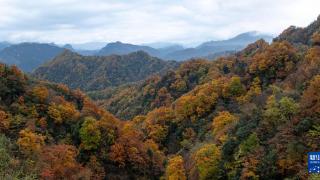 四川：层林尽染光雾山