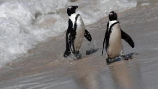 南非企鹅喜获新居