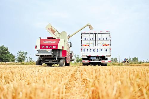 河北今年夏粮丰收已成定局