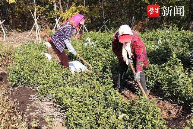 南云台林场：抢农时，施足肥，确保来年春茶有个好收成