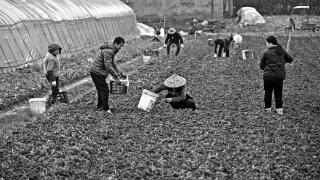 生姜种植季 播种新希望