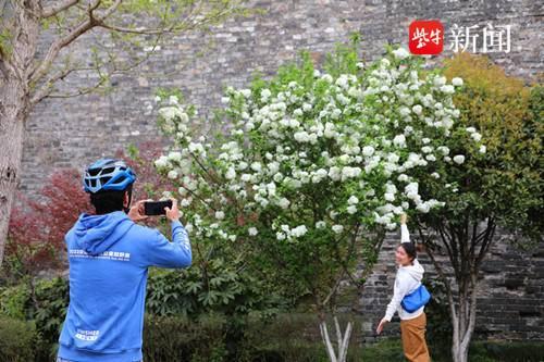 “醉”卧花下，绣球花竞相绽放