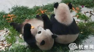 杭州动物园两只大熊猫“春生”“香果”将分开饲养