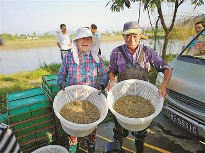 德清下渚湖鲜美青虾大量上市