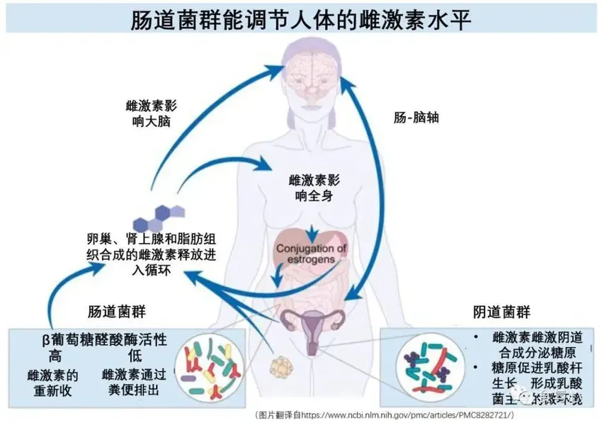 为什么大部分女性都会出现子宫肌瘤，能预防改善吗