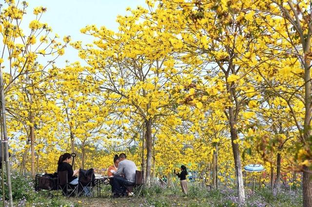 四川文化旅游迎来“花”热