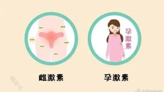 雌激素——女人一生的梦魇