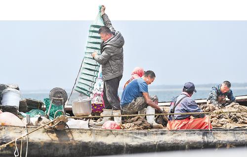 扇贝养殖“耕海”忙