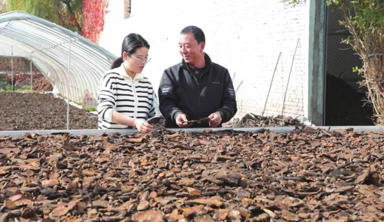 临夏市：药材飘香 致富有“良方”