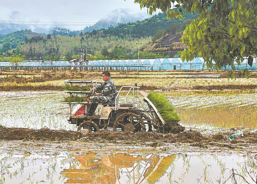 种稻全程机械化 山垄田地苗青青