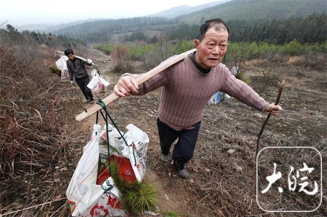 造林十年遇山火化为灰烬 母亲妻子双双离世 安徽男子百折不挠绿化荒山4000亩