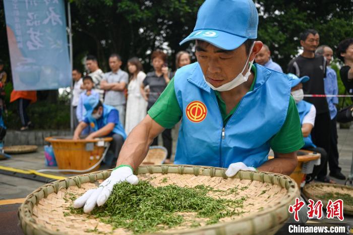 四川洪雅制茶人指尖上较量“真功夫”