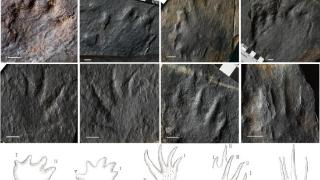 北京新发现3亿年前足迹动物群 为华北最早四足动物化石记录