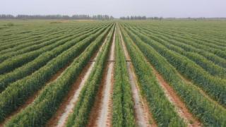 阿克苏市35.2万亩冬小麦进入灌浆期长势喜人