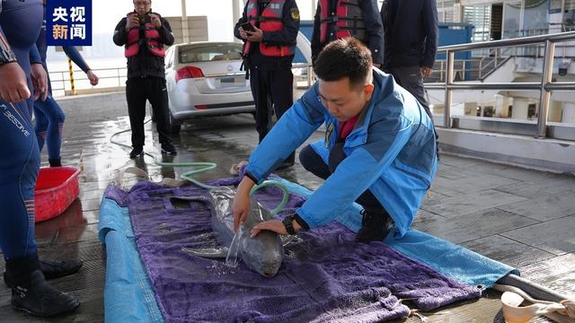 浙江杭州钱塘江边发现一只江豚搁浅，疑似受伤