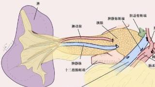 56岁女性大便中可见“油花”是怎么回事