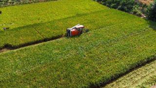 又是一年好“丰”景！东坡区富牛镇5300余亩水稻迎丰收