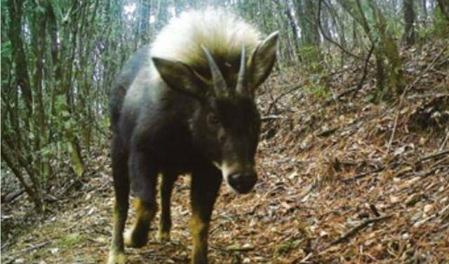 史前生物“驴头狼”再现世，灭绝时长50万年，它的重现预示什么？