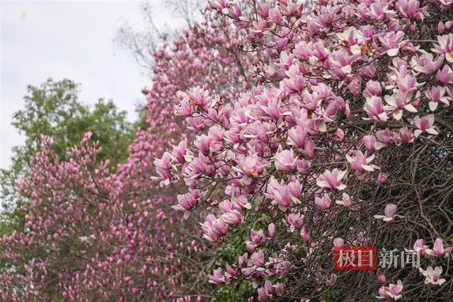 路边玉兰香满枝，望若“花瀑”