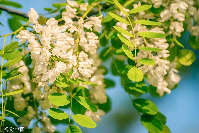 临沂：春花烂漫春意浓