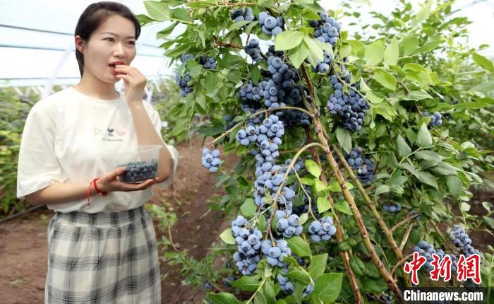 内蒙古政协委员陈佰山眼中的林区经济：从“卖空气”到“食森林”