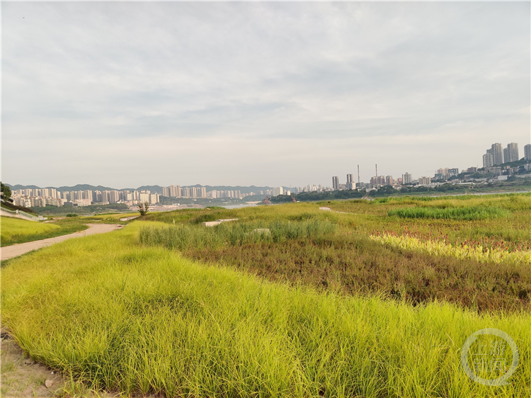 美丽重庆⑦丨治岸：两江四岸 塑造世界山水宜居城市重要窗口